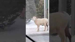 Bighorn Sheep in Jasper National Park Part 2 #canada #alberta #jaspernationalpark