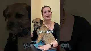 Is A Border Terrier The RIGHT Dog For You?