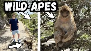We found the ONLY wild Monkeys in Europe!