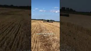 Letting Our Wheat Dry by the Sun ☀️