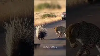 How Porcupine Attack #shorts