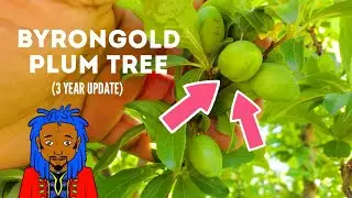 Update on ByronGold Plum Tree in THE GARDEN OF FEODORA