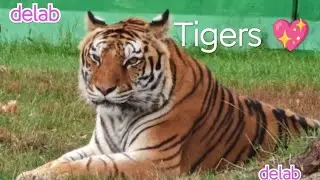 Beutiful Big Tigers at Big Cat Rescue Park Portugal. A Magnificent Beast.