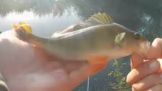 Perch and Pike lure fishing on the River Soar