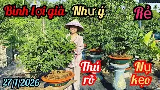 27/1/2026☎️0373919774 Nguyệt Nhi 👉 mai v&agrave;ng gi&aacute; rẻ chơi tết giảo rin gốc nhớt b&igrave;nh lợi như &yacute; mai tết