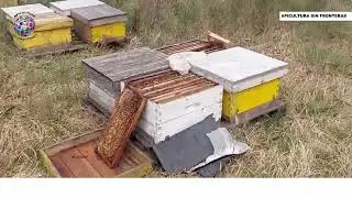 Seguimos moviendo m&aacute;s y m&aacute;s colmenas: hoy, un lugar de camelina 🌻🐝