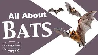 All About Bats | Inside the World of Nocturnal Bats | Surprising Bat Facts That Will Blow Your Mind