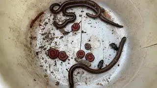 Great for catching insects with my son ,Earth worms,Small red millipedes,Coconut worms.#subscribe 