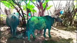 #banni#bannibuffalo #bannigeet #bannibull @banni-buffalos.80747 #top 