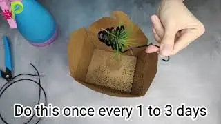 Watering Airplants
