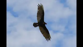 Buzzards, Organ Pipe, & Baboquivari Wilderness