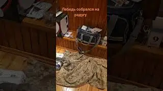 Лебедь собрался на радугу #домбрестскогоаиста #беларусь