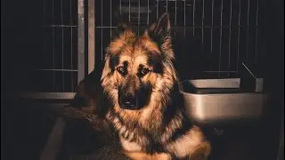Terrified Rescue Dog Hid for Months &mdash; Then This Happened