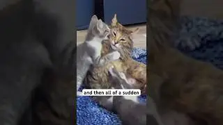 Что случилось с мамой-кошкой&hellip; (РАСКРЫТО)