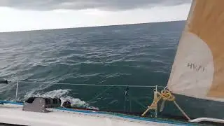 Dolphins off the Jurassic Coast, Dorset - onboard Sailing Yacht Addiction