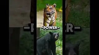 Bengal Tiger VS Black Bear