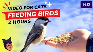 CAT TV Bird Feeding Video for Cats to Watch HD