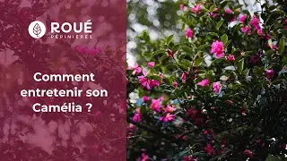 Comment entretenir son Cam&eacute;lia : quand le tailler ? Quel engrais apporter ?