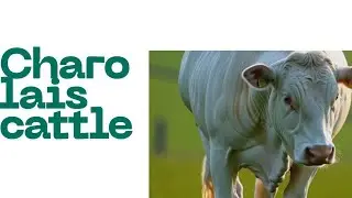  Brazil Charolais Cattle: The Powerful Breed Behind Premium BeefInside the World of Charolais Cattle