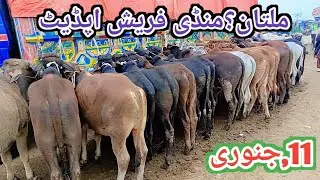 ملتان منڈی اج کی فریش اپڈیٹ ریٹوں کی معلومات اج منڈی میں مال کم خریدار زیادا ریٹ اسمان پر樂🤔