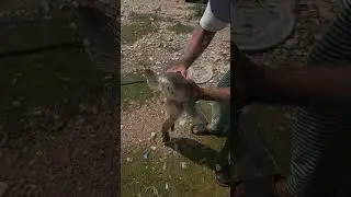 Big Saoul From Shahpur Dam