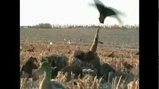 Kansas Duck/Goose Hunting with YoungOutdoors