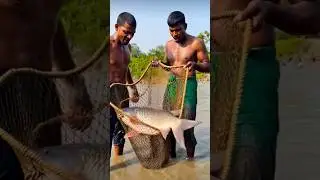 fishing, Sundarban fishing video,fish, sundarban new vlog #viral #shorts #shortvideo #fishing
