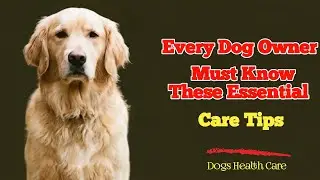 Essential Dog Care Tips Every Owner Should Know.