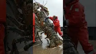 Fisherman Gives Giant Lobster A Good Scrub 🦞 #giantlobster #ocean #short