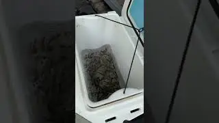 Straight in the Flop Box! #flopindustries #livebait #minnows