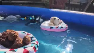 Webkinz Pool Party!!