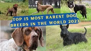 Top 15 Most Rarest Dog Breeds In The World 2023 #rarestdogs #dogbreeds #thefactscolony