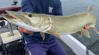 Minnesota METRO MUSKY FISHING
