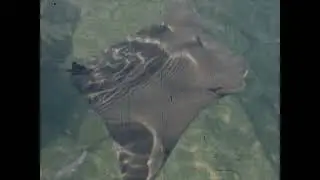Florida circa 1950 Res1080P43 Aspect43In43 Speed16Fps