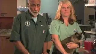 Important Tips For Administering Insulin And Caring For Your Diabetic Cat