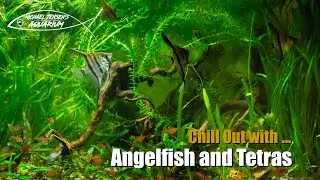 Chill out with Angelfish and Tetras - beauty, ambience and stress relief