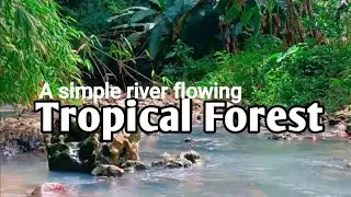 A simple river flowing slowly | A tropical forest with lush green trees,