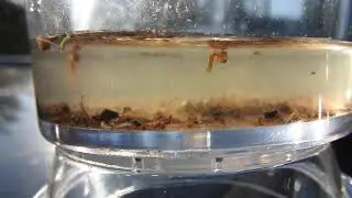 Contents of a pitcher plant