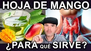 TE DE HOJA DE MANGO EN AYUNAS - Para Que Sirve, Beneficios Y Contraindicaciones Para Tu Salud