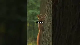 How Long Do Squirrels Live? 🐿️| Facts and Stories plus!