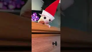 Невезучие животные 🤣🤣#сша #смешно #питомцы #смешноевидео #мило #видео о питомцах #сша #fyp #вирусный