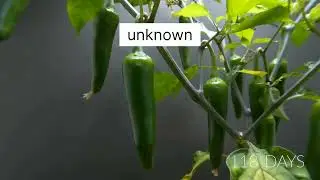 Peter pepper growing time lapse video#shorts