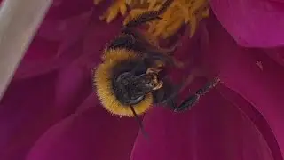 Bumblebee on Summer Blush Dahlia Flower 