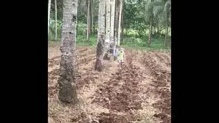 ..planting corn 🌽