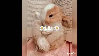 ✨ nombres para conejos ✨