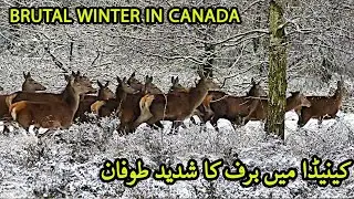 Brutal Winter In Canada With Snow 2021