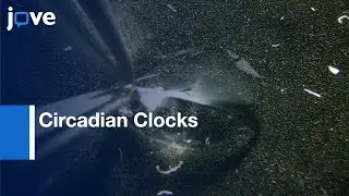 Single-cell Resolution Fluorescence Imaging of Circadian Clocks | Protocol Preview