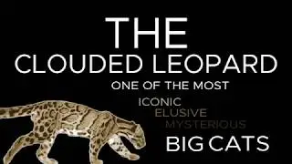 Habitat Use of Clouded Leopards in Peninsular Malaysia