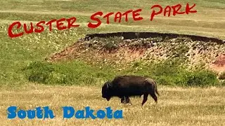 Hunting Buffalo in South Dakota