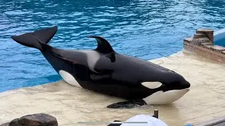 Orca Encounter (Full Show) at SeaWorld San Diego on January 20, 2024